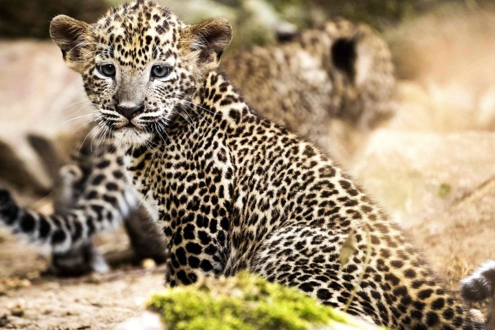 Inde. Le nombre de léopards a augmenté de 60 % en quatre ans